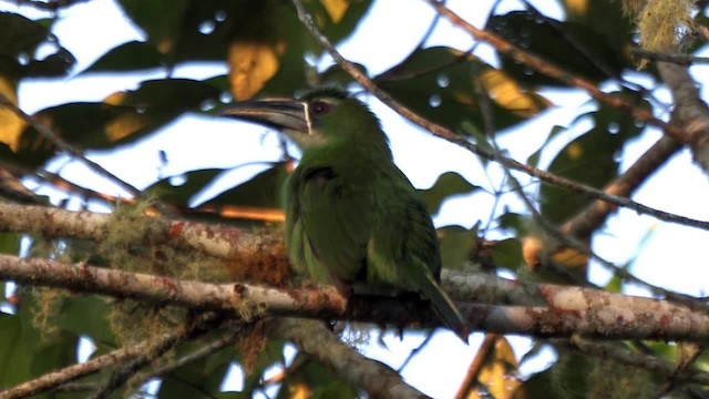 Chestnut-tipped Toucanet - ML201318061