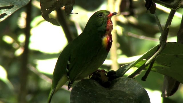 Fiery-throated Fruiteater - ML201318091