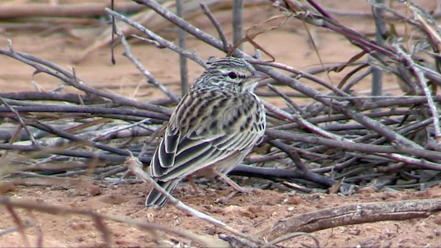 Madagascar Lark - ML201318101