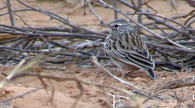 Madagascar Lark - ML201318111