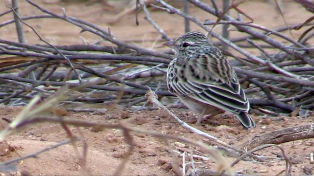 Madagascar Lark - ML201318121