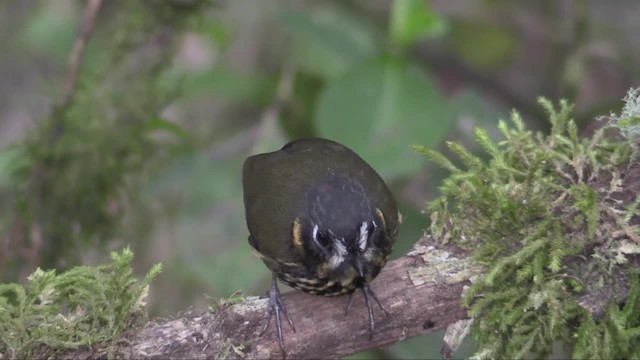 Crescent-faced Antpitta - ML201318131