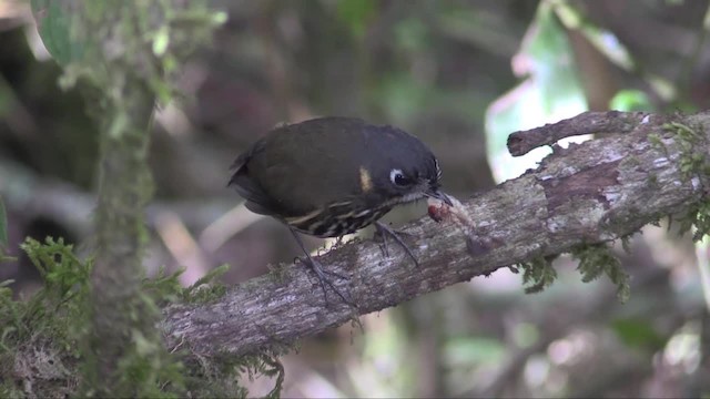 Crescent-faced Antpitta - ML201318141