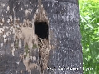 West Indian Woodpecker - ML201318181