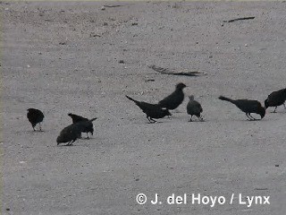 Petit Carouge - ML201318211