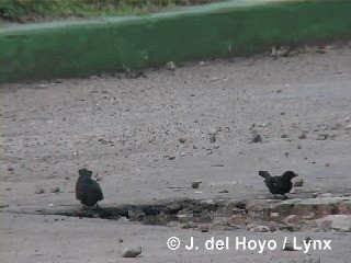 Petit Carouge - ML201318221