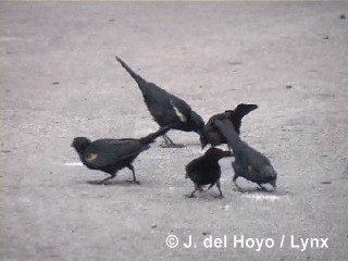 Tawny-shouldered Blackbird - ML201318231