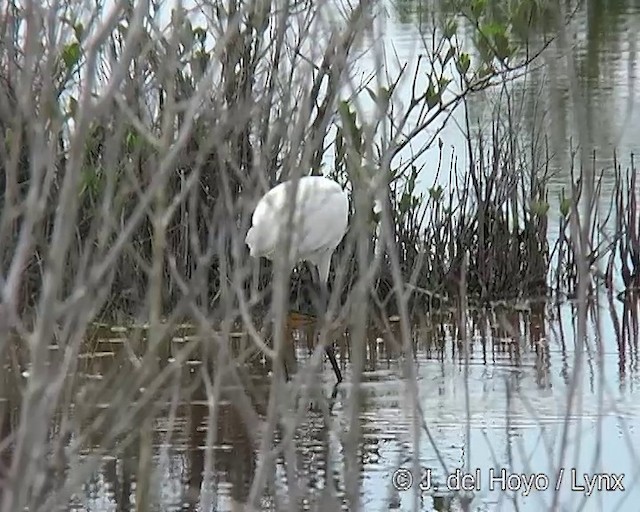 Reddish Egret - ML201318381