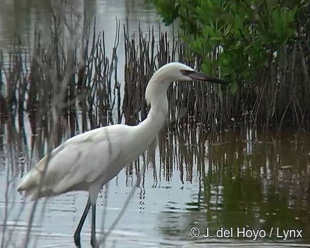 Reddish Egret - ML201318401