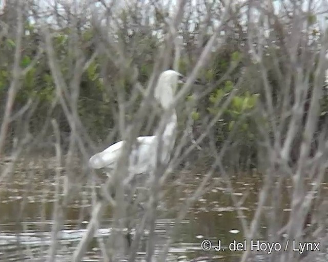 Reddish Egret - ML201318411