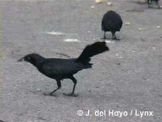 Greater Antillean Grackle - ML201318571