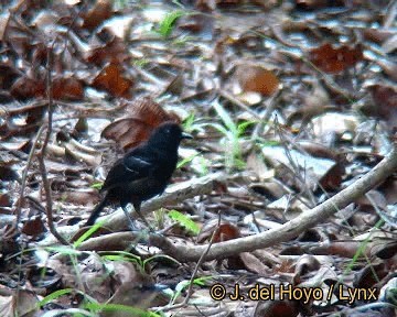 Weißbinden-Ameisenvogel - ML201318671