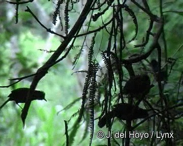 White-shouldered Fire-eye - ML201318681