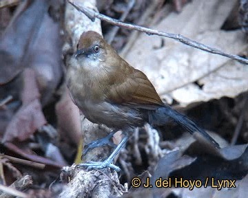 White-shouldered Fire-eye - ML201318701