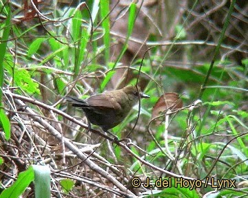 White-shouldered Fire-eye - ML201318711