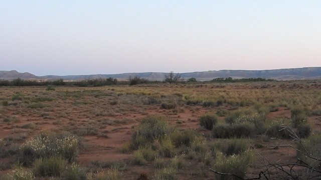עפרוני צפון-אפריקני - ML201318861