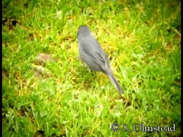 Paramo Seedeater - ML201318931