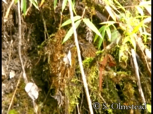 Trepamusgos Flamulado - ML201319001