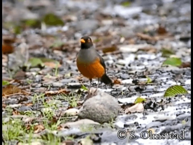 Chestnut-bellied Thrush - ML201319021