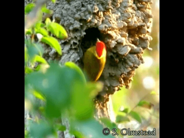 Sarı-Yeşil Yazılı Ağaçkakan (chrysochloros) - ML201319031