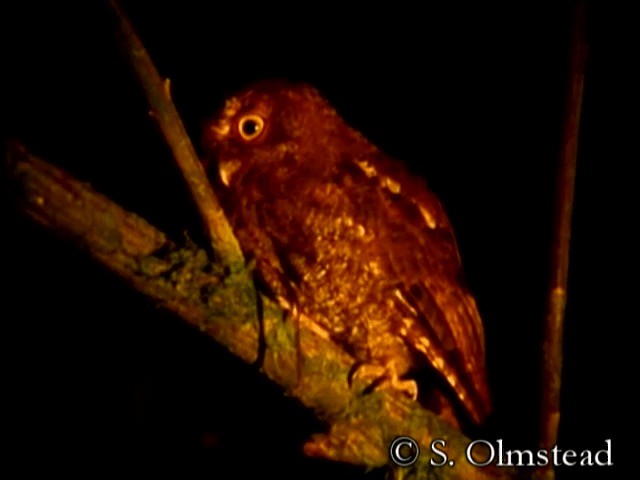 Choco Screech-Owl - ML201319081