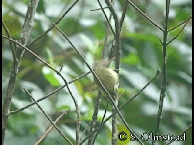 Lafresnaye's Piculet - ML201319091