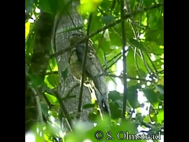 Long-tailed Potoo - ML201319121