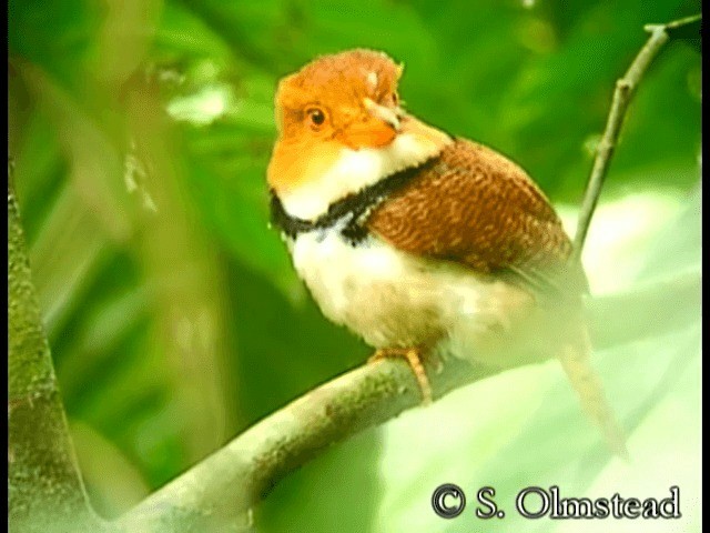 Collared Puffbird - ML201319131