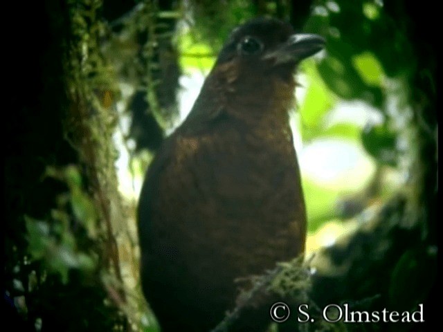 Giant Antpitta - ML201319141