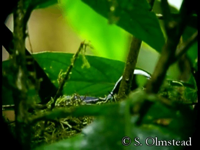 Beautiful Jay - ML201319171