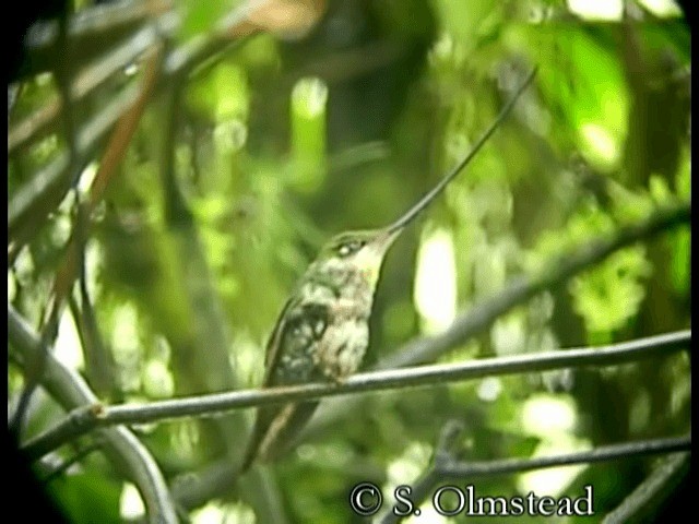 Sword-billed Hummingbird - ML201319191