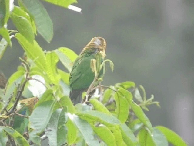 Rose-faced Parrot - ML201319221