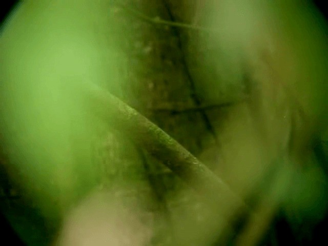 White-bearded Manakin - ML201319231