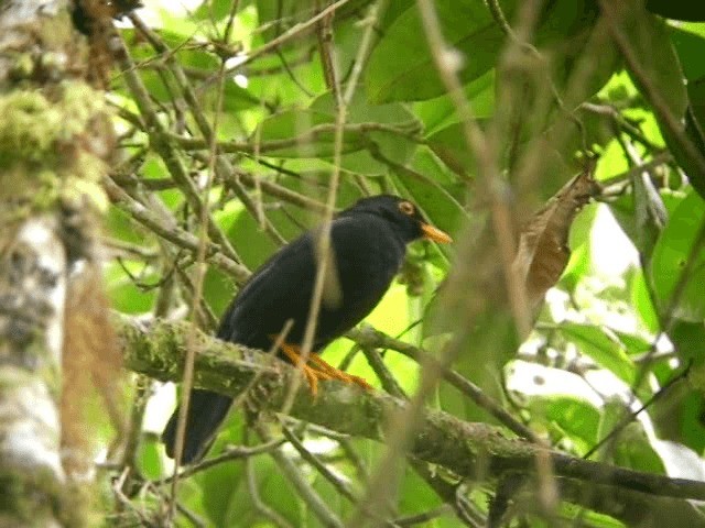 Glossy-black Thrush - ML201319241