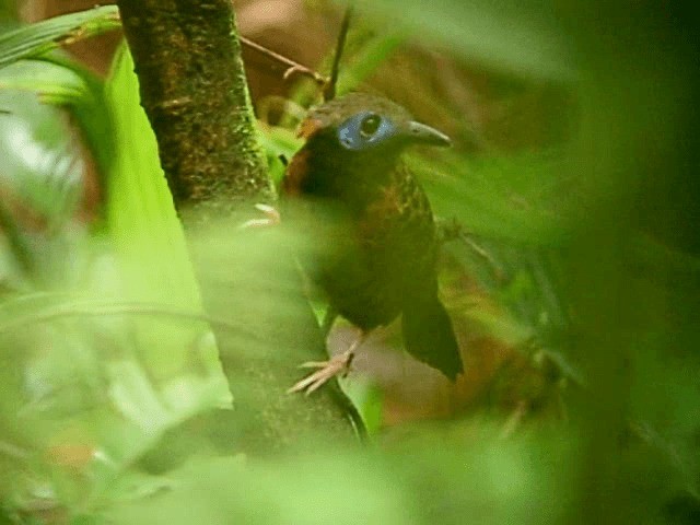 Ocellated Antbird - ML201319251