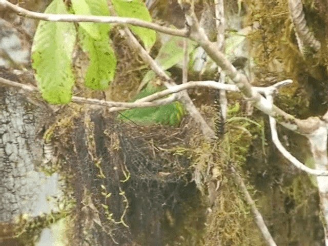 Orange-breasted Fruiteater - ML201319281