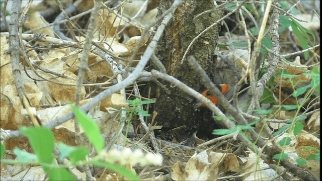 Red-faced Warbler - ML201319321