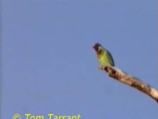 Malabar Barbet - ML201319341