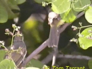 Bulbul Cejiblanco - ML201319371