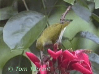 pavoučník čárkoprsý - ML201319431