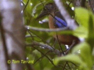 Mangrove Pitta - ML201319441