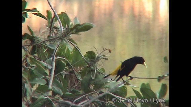 Yellow-rumped Cacique (Amazonian) - ML201319451