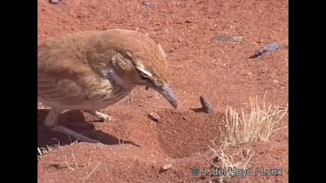 Dune Lark (Dune) - ML201319511