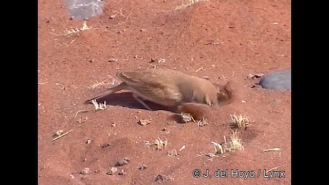 Dune Lark (Dune) - ML201319521