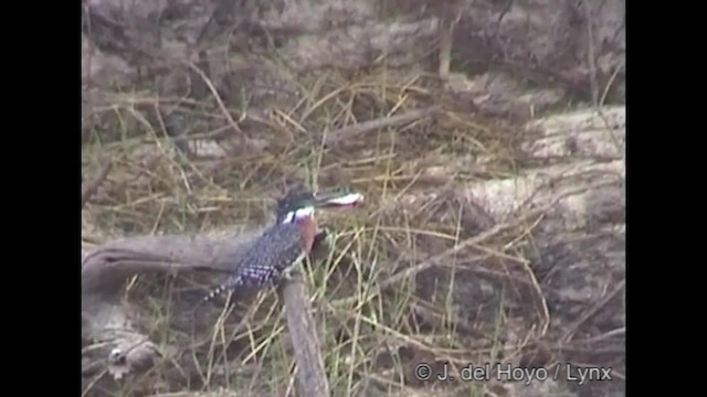Giant Kingfisher - ML201319531