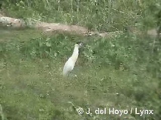 Capped Heron - ML201319541