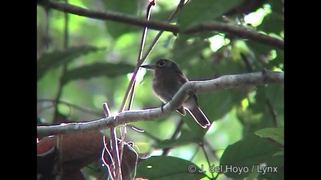 Rusty-breasted Nunlet - ML201319581