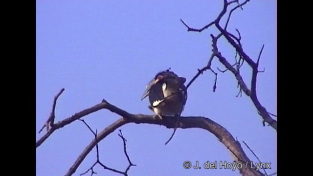 Trumpeter Hornbill - ML201319591