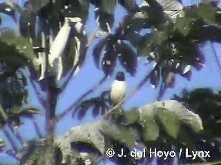 Black-throated Saltator - ML201319631