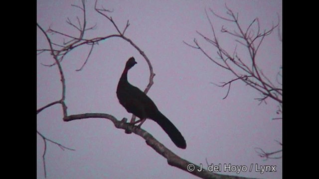 Spix's Guan (Spix's) - ML201319751